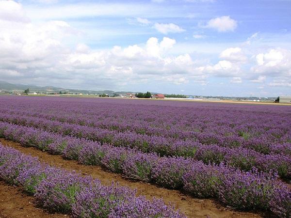 見頃のラベンダー 見頃のラベンダー