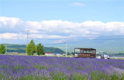 ラベンダーとラベンダーバス