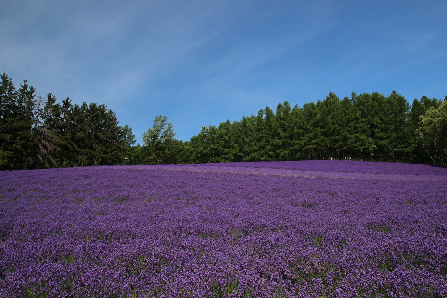 写真提供:ファーム富田 写真提供:ファーム富田
