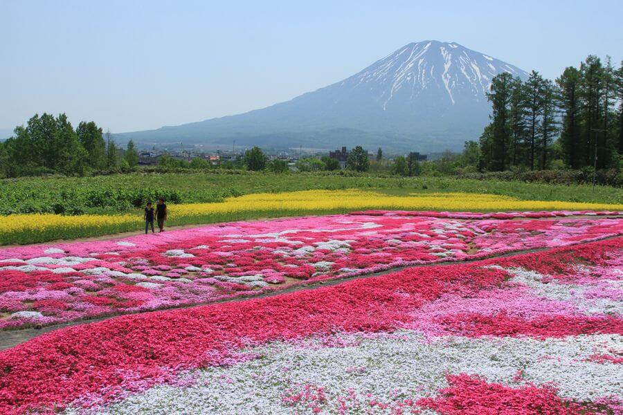 色とりどりの芝ざくら 三島さんちの芝ざくら