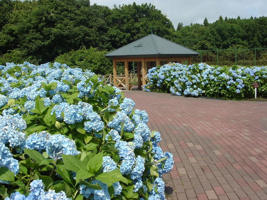 市民の森 夏には美しいアジサイを見ることができる