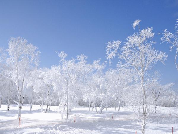シラカバとダケカンバの木々に雪がつき、美しい景色を見ることができる マウントレースイ スノーシューハイク