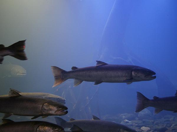 生きたニジマスが給餌されるイベントも(期間限定) イトウの大水槽、山の水族館