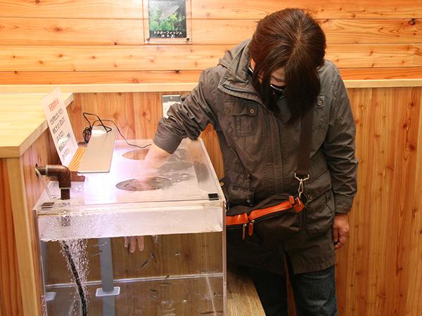 ドイツやトルコでは医療行為に使われる ドクターフィッシュの水槽