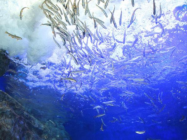 水がつくりだす浮遊感が心地いい 滝つぼ水槽、山の水族館