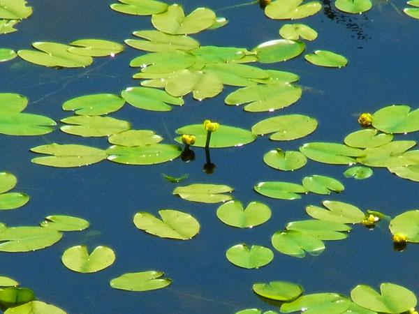 黄色く小さなネムロコウホネの花 ネムロコウホネ、知床五湖
