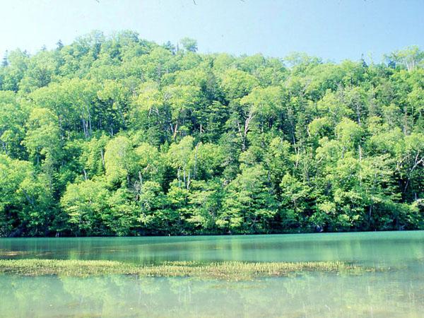 森の中にひっそりとただずむキンムトー(沼湯) 森の中にひっそりとただずむキンムトー(沼湯)