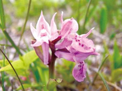 薄紫色の花をつけ、存在感のあるハクサンチドリ（白山千鳥）