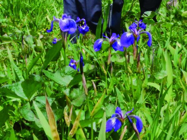 ヒオウギアヤメ ヒオウギアヤメ