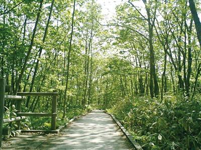 ゆったりと木道散策が楽しめる釧路市湿原展望台木道