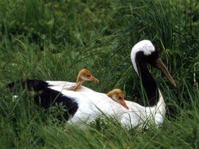 丹頂鶴の親鳥がひなを背中にのせている姿
