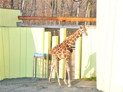 釧路動物園のキリン