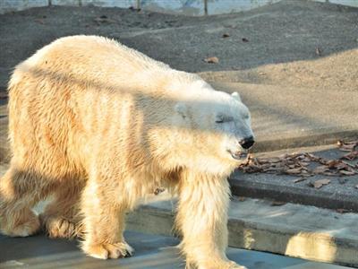 釧路動物園のホッキョクグマ