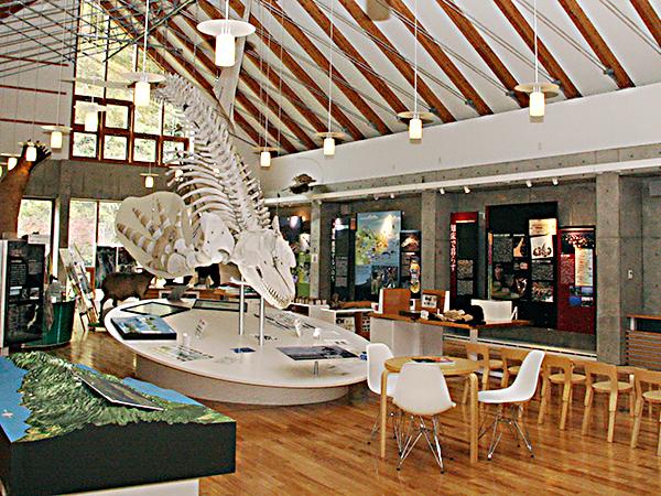 迫力あるシャチの全身骨格標本 シャチの全身骨格標本