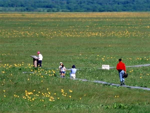 季節によって花の色が黄色、オレンジ、ムラサキと変化する。 サロベツ原野