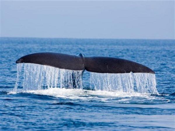 クルージング中に出会うマッコウクジラ(知床ネイチャークルーズ) マッコウクジラ