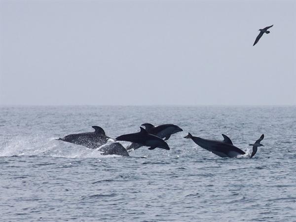 室蘭噴火湾で自由に泳ぎ回るイルカ。 室蘭噴火湾でイルカウォッチング