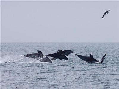 室蘭噴火湾でイルカウォッチング