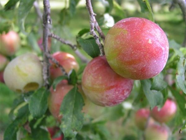 綺麗な色を放つ プラム プラム