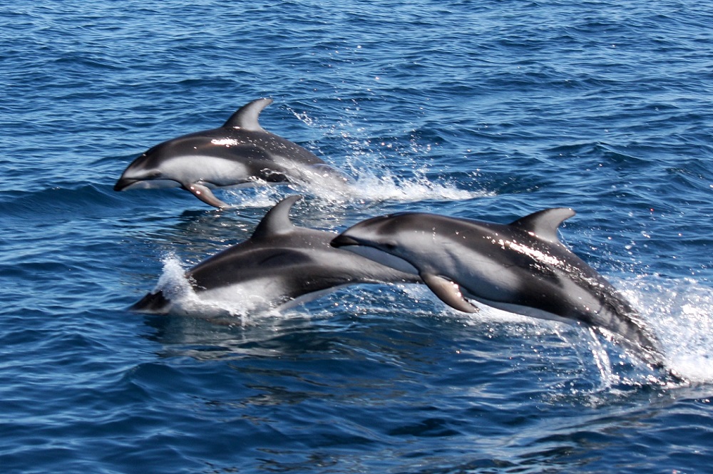 イルカウォッチング(画像提供:網走市観光協会) イルカウォッチング