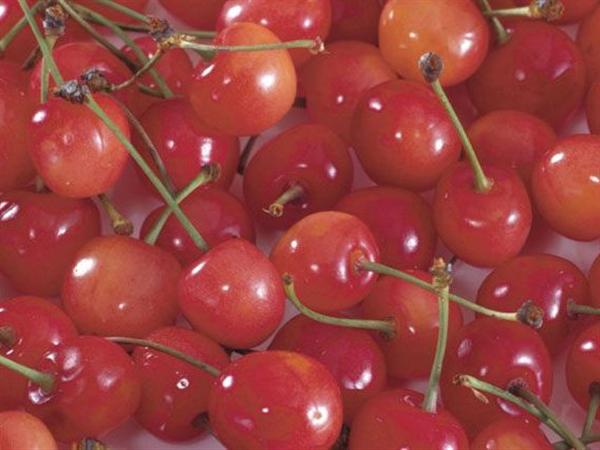 さくらんぼ さくらんぼ