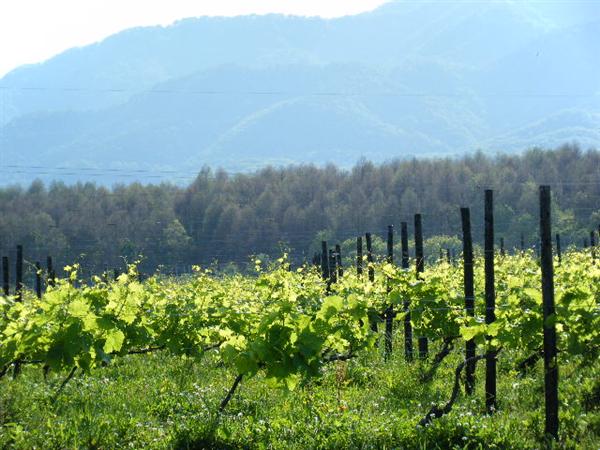 日本一の広さを誇る葡萄畑は圧巻!! 葡萄畑