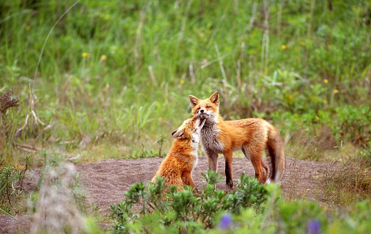 北海道の豊かな自然の中で生きる動物を見よう 自然の中で生きる動物
