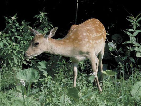 かわいいエゾシカがエサを食べているところも目撃できるかも 知床夜の大自然号