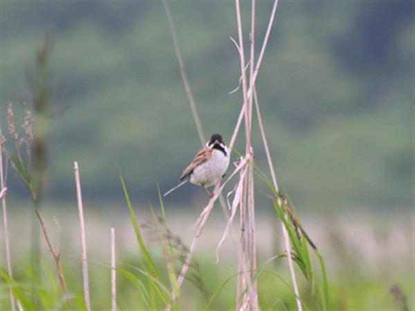 バードウォッチングの魅力は可愛らしい鳥と大自然を実感出来ること 霧多布バードウォッチング