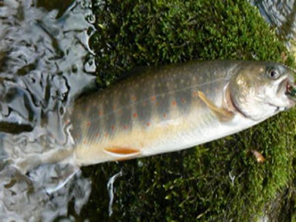 ニジマス、オショロコマ、アメマス、ヤマメなど数種の魚が釣れる 数種の魚が釣れる