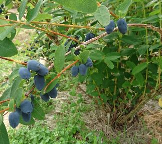 広大な自然の中で育った良質で実が大きく甘酸っぱい厚真町の「ハスカップ」 ハスカップ