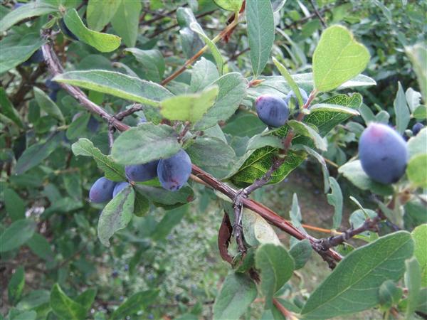 紫色の実が綺麗な「ハスカップ」 ハスカップ