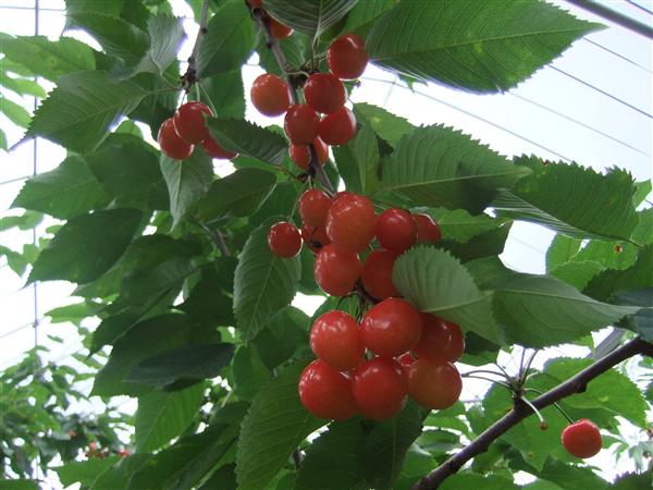 色鮮やかに実る「さくらんぼ」 さくらんぼ狩り