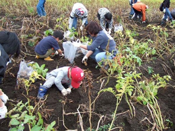 ジャガイモ掘りは子供も大人も夢中!! ジャガイモ掘り