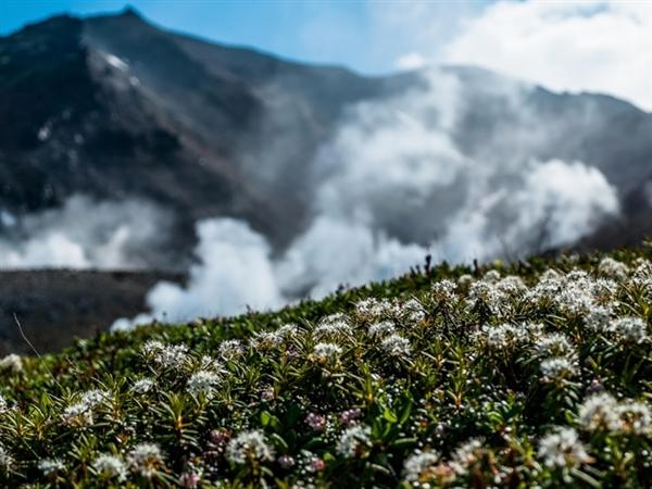 高山植物と旭岳 高山植物と旭岳