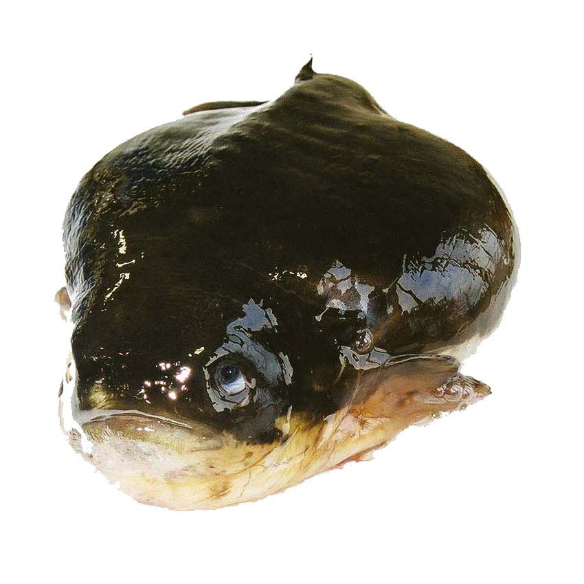 恵山近海で獲れる「ごっこ」(和名ホテイウオ)