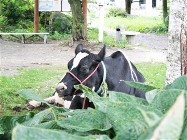 大きな牛で乳搾り体験 大きな牛で乳搾り体験