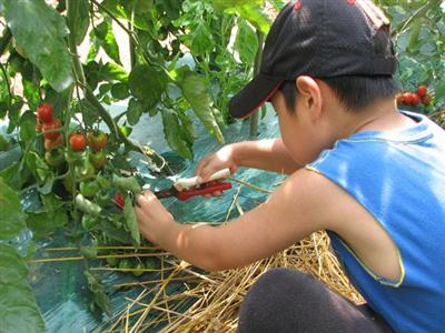 真剣な表情で収穫体験する子供たち