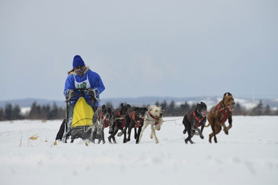 観客を魅了する「人犬一体」の6頭引きレース JAPAN CUP 全国犬ぞり稚内大会
