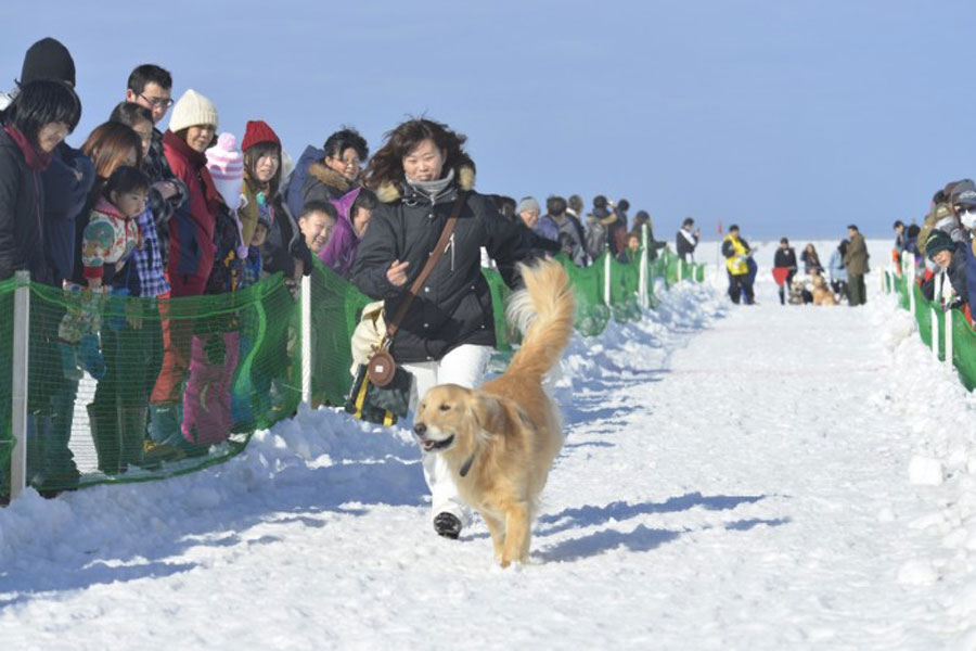 愛犬と飼い主が一緒にゴールを目指して走る!「ワンワンダッシュ」 JAPAN CUP 全国犬ぞり稚内大会