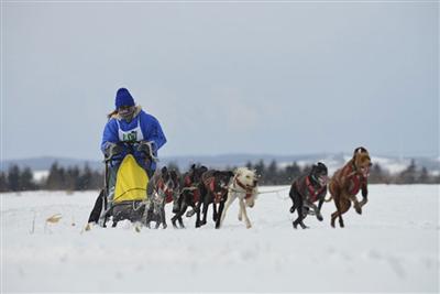 JAPAN CUP 全国犬ぞり稚内大会
