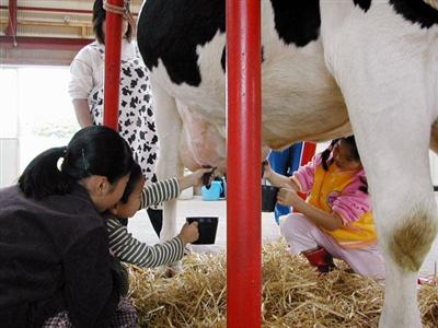乳絞り体験もできる渡辺体験牧場