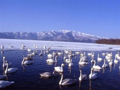 屈斜路湖の風景に溶け込む真っ白な白鳥