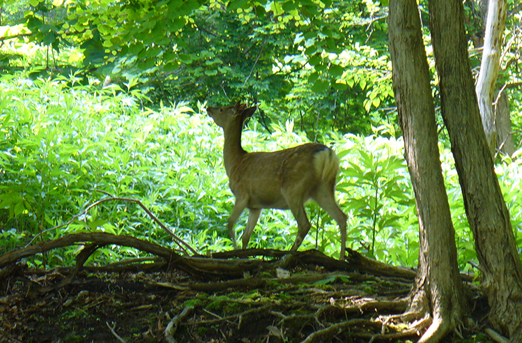 洞爺湖中島の巨木 洞爺湖中島の巨木