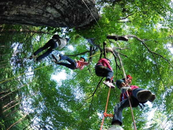 高い木に登れるツリーイング 高い木に登れるツリーイング