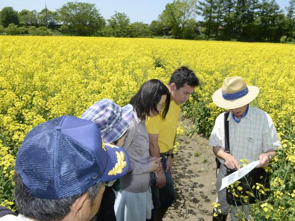 菜の花ピクニック 菜の花ピクニック