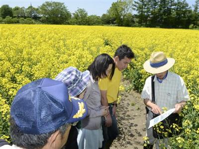 菜の花ピクニック