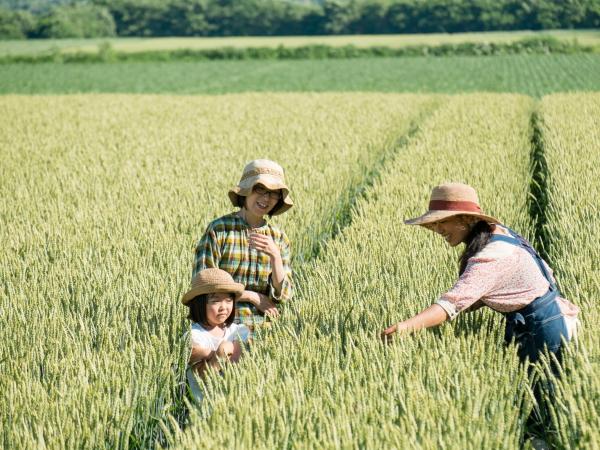 青い小麦のピクニック 青い小麦のピクニック