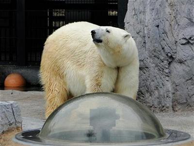 旭山動物園