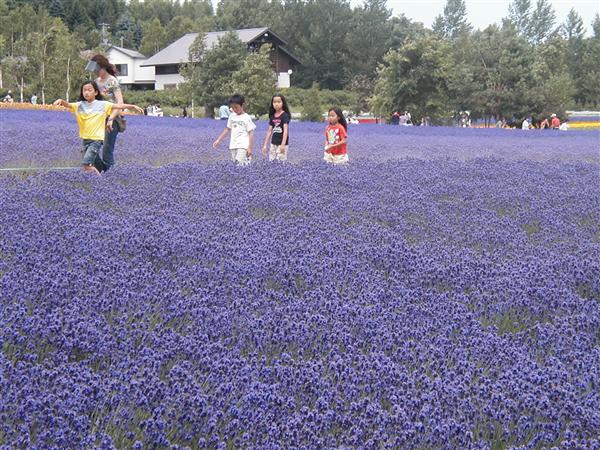 富良野のラベンダー園の中でも一番人気の「ファーム富田」 ファーム富田